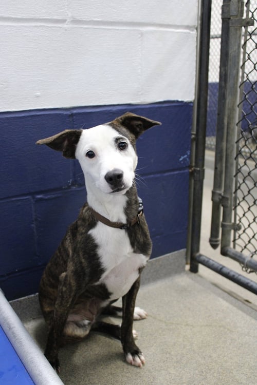 OREO 7MO - OLDER KIDS PLS - Labrador Retriever for adoption in Worcester