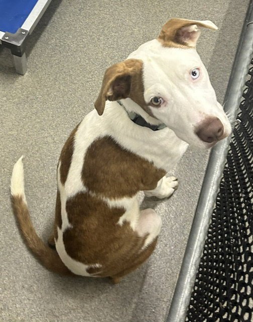 Doug 5 months AVAILABLE 7/24 Image