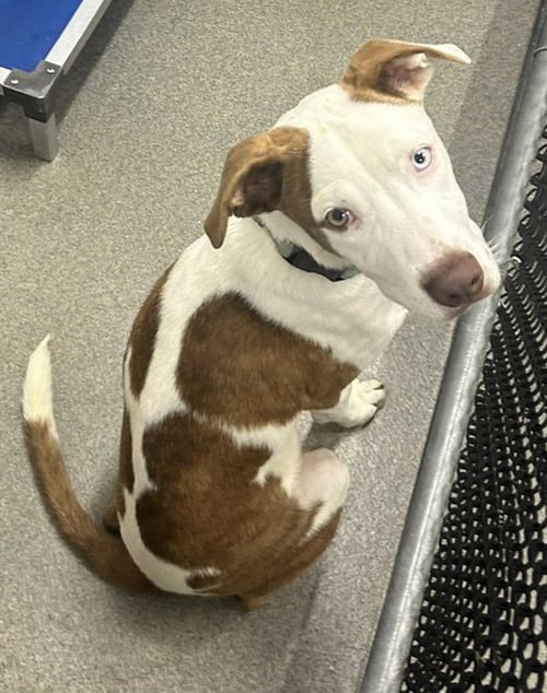 DOUG 5 MONTHS AVAILABLE 7/24 - Unknown for adoption in Nashua