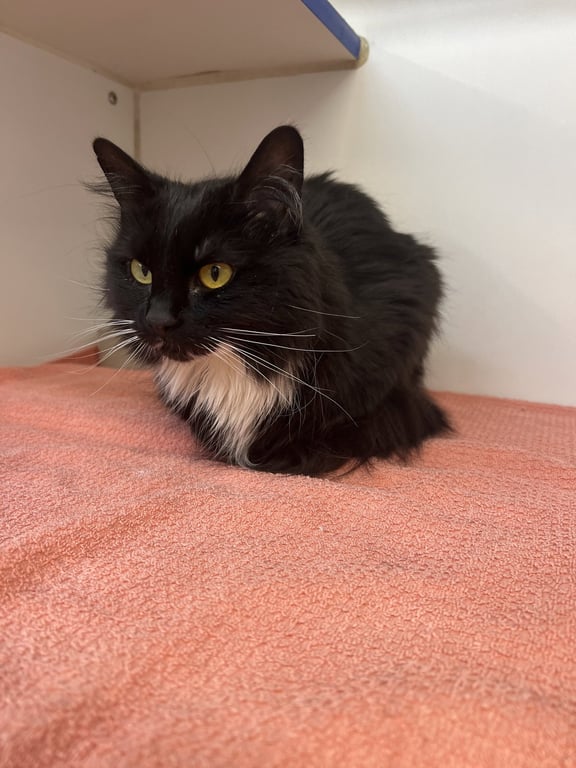 Minnie 2 year female Image