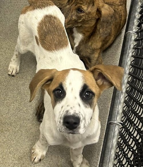 JAZZ 4 MONTTHS FEMALE AVAILABLE 5/20 - Unknown for adoption in Worcester