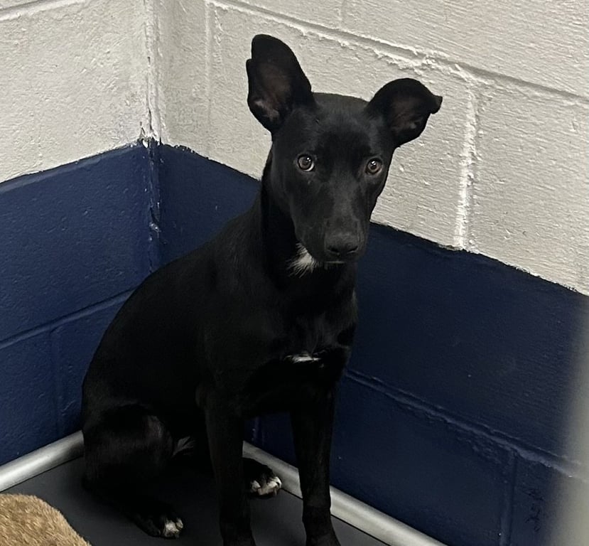 Lorraine 5 months female AVAILABLE 7/1 Image