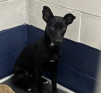 Lorraine 5 months female AVAILABLE 7/1 - Photo 1