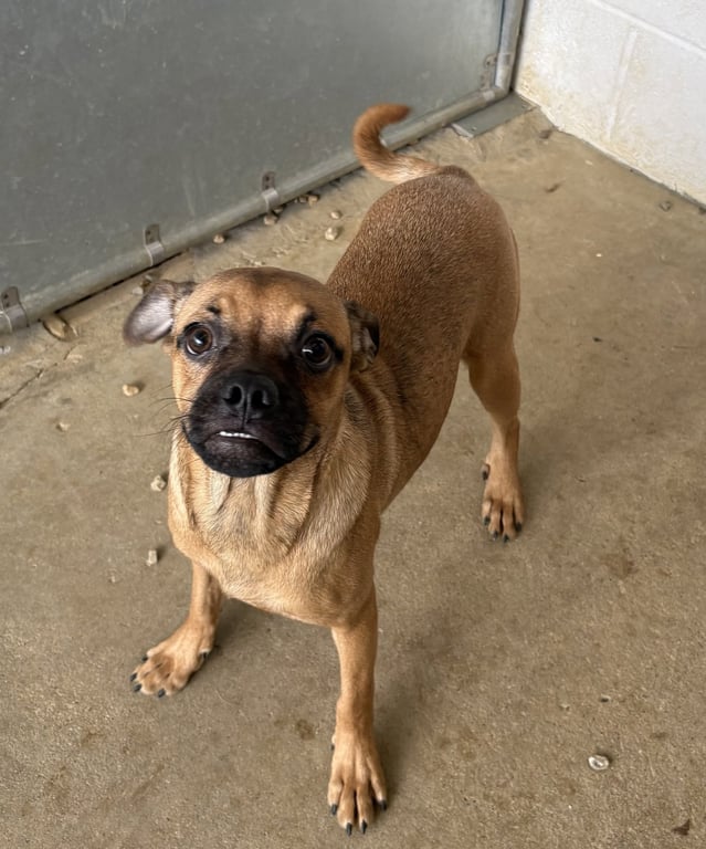 Nandy 5 months male NO YOUNG KIDS/NEEDS ANOTHERDOG Image