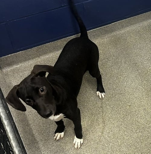 ALICE 4 MONTHS AVAILABLE 8/19 - Labrador Retriever for adoption in Worcester