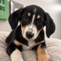 Annie 2 months AVAILABLE 6/10 - Photo 1