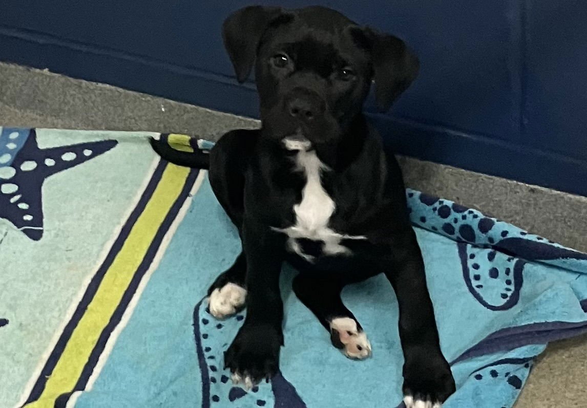MALLIE 12 WEEKS - Labrador Retriever available for adoption