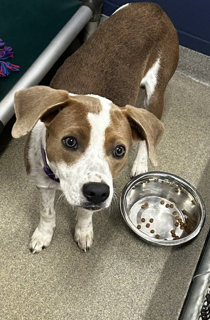 TUCKER 7 MONTHS - Unknown for adoption in Worcester
