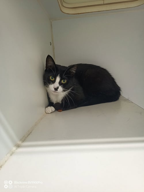 PIPPI 1 YEAR FEMALE
