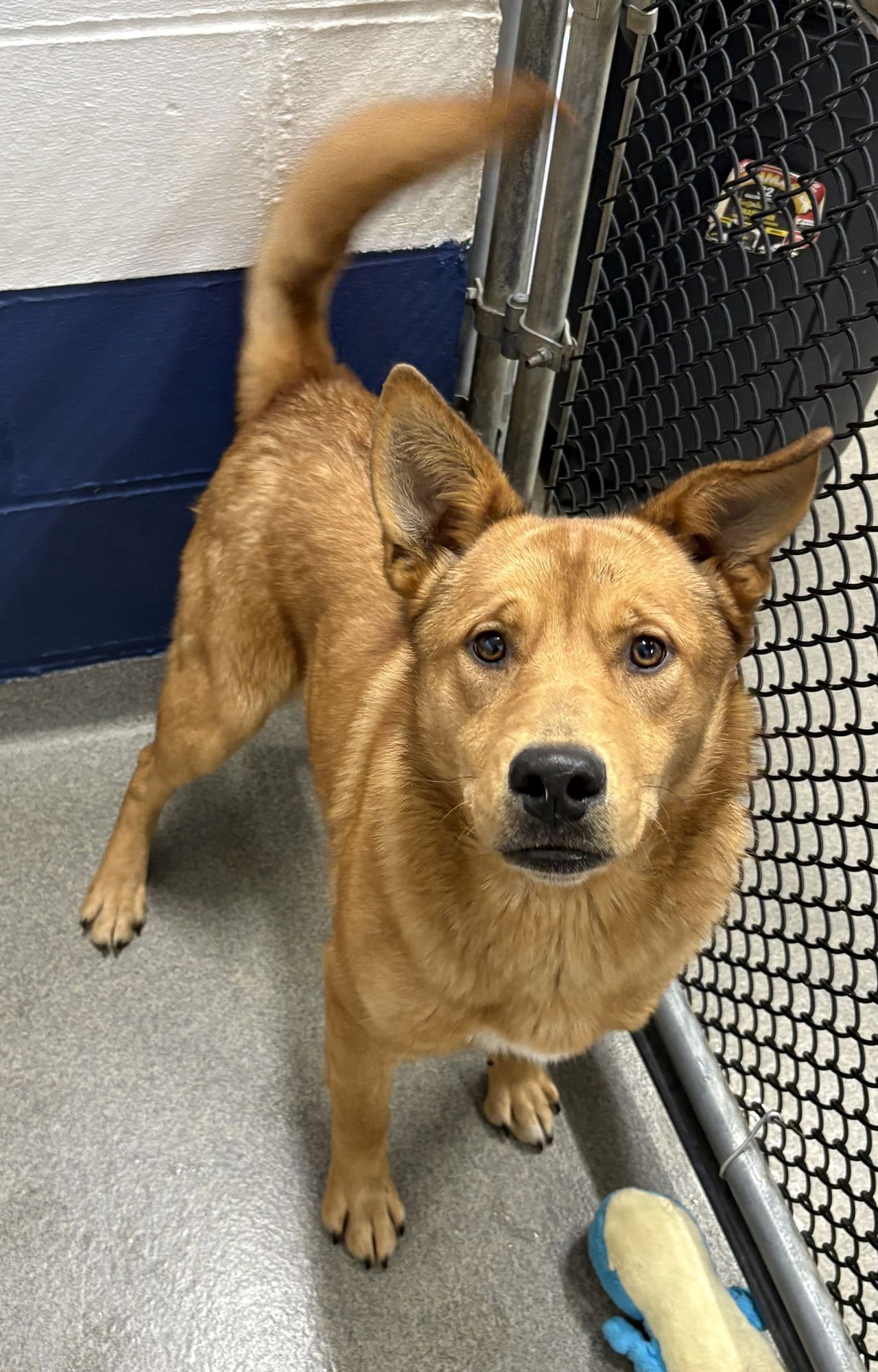 JR 9 MONTHS - Unknown available for adoption