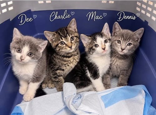 DEE 1 MONTH FEMALE AVAILABLE 5/21 - Domestic Short Hair for adoption in Worcester
