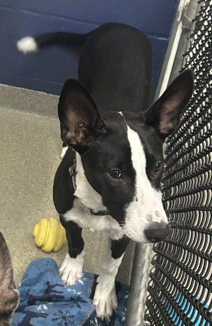 Iris 4 months AVAILABLE 7/24 Image