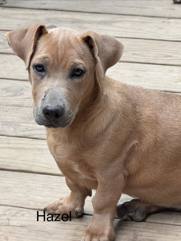 Hazel 4mo Image