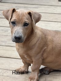 Hazel 4mo - Photo 1