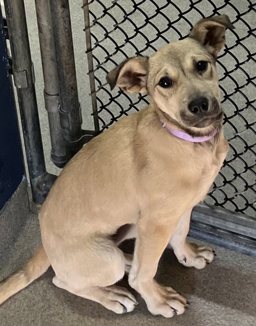 PIXI 4 MONTHS - Shepherd available for adoption