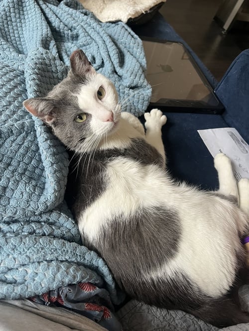 DUSTY 2 YEARS MALE - Domestic Short Hair for adoption in Worcester