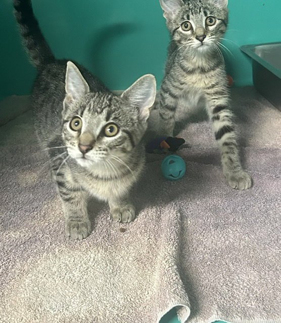 Wanda&Salior 3 months AVAILABLE 7/1 Image