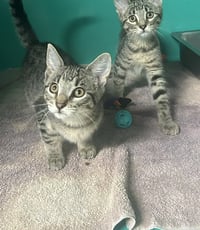 Wanda&Salior 3 months AVAILABLE 7/1 - Photo 1