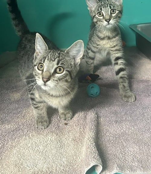 WANDA&SALIOR 3 MONTHS AVAILABLE 7/1 - Domestic Short Hair for adoption in Worcester