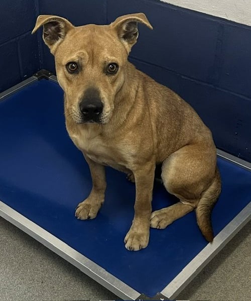 BOY 2 YEARS AVAILABLE 5/20 - Unknown for adoption in Worcester