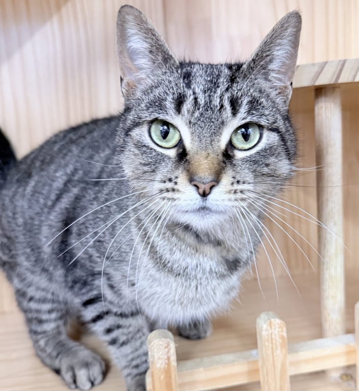 Tovi 1 year female AVAILABLE 5/21 Image