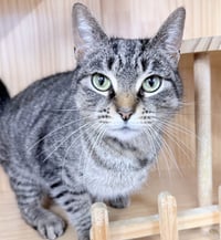 Tovi 1 year female AVAILABLE 5/21 - Photo 1