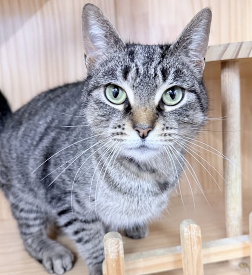TOVI 1 YEAR FEMALE AVAILABLE 5/21 - Domestic Short Hair for adoption in Worcester