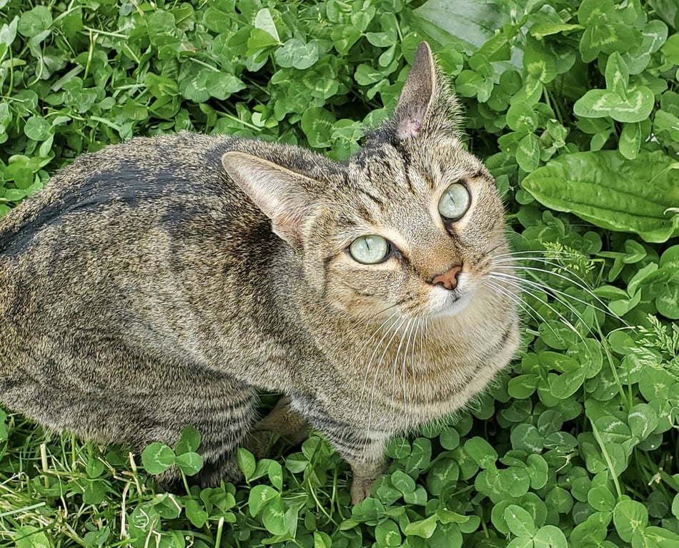 Clove 2 years female ONLY CAT HOME Image