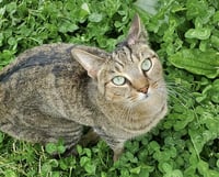 Clove 2 years female ONLY CAT HOME - Photo 1