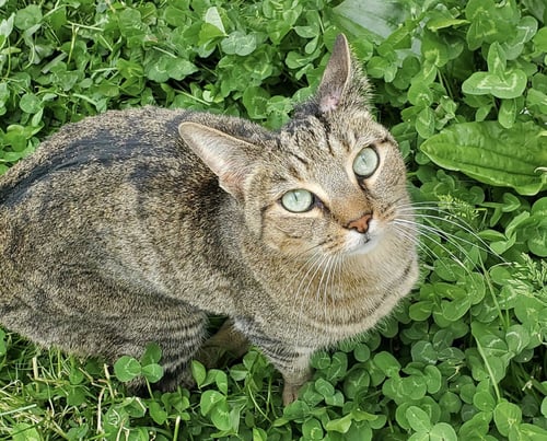 CLOVE 2 YEARS FEMALE ONLY CAT HOME - Domestic Short Hair for adoption in Worcester