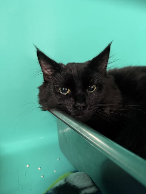 ARTEMISA 5MO - Domestic Medium Hair available for adoption