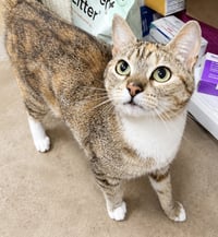 Connie 9 months female AVAILABLE 5/21 - Photo 1