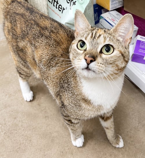 CONNIE 9 MONTHS FEMALE AVAILABLE 5/21 - Domestic Short Hair for adoption in Worcester
