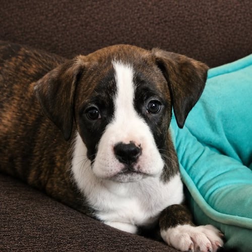 JORDAN 2 MONTHS AVAILABLE 7/24 - Boxer for adoption in Nashua