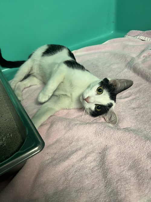 ROSIE 1 YEAR OLD AVAILABLE 6/10