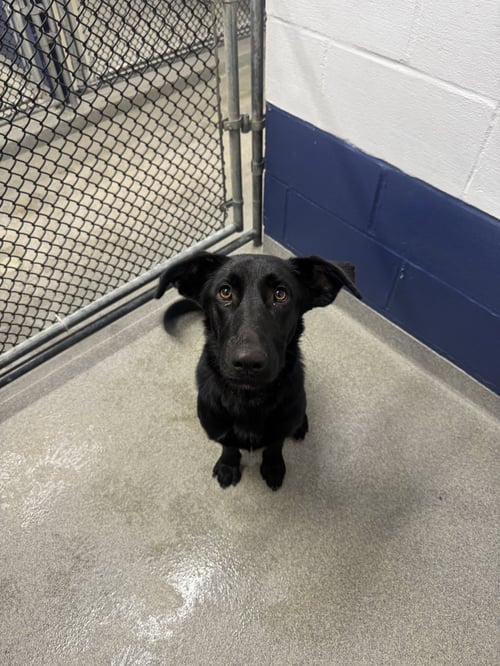 AVA 9MO - Labrador Retriever available for adoption