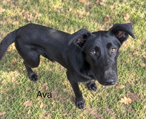 AVA 9MO - Labrador Retriever for adoption in Worcester