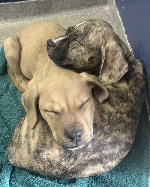 KIMLEE 2 MONTHS MALE AVAILABLE 5/20 - Unknown for adoption in Worcester