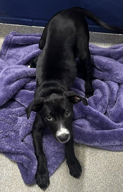 JUNIE 3 MONTHS FEMALE - Labrador Retriever for adoption in Worcester