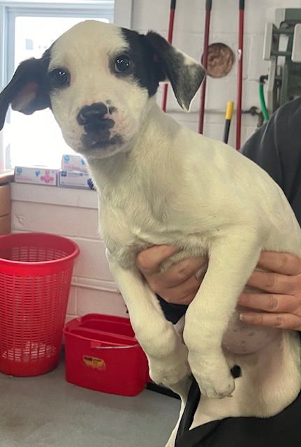 PRINCE 12 WEEKS - Labrador Retriever available for adoption