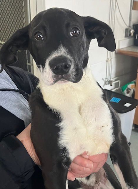QUEENY 13 WEEK OLD - Labrador Retriever available for adoption