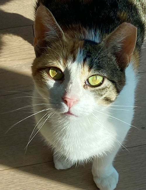 PEARL 2 YEARS AVAILABLE 5/21 - Domestic Short Hair for adoption in Worcester