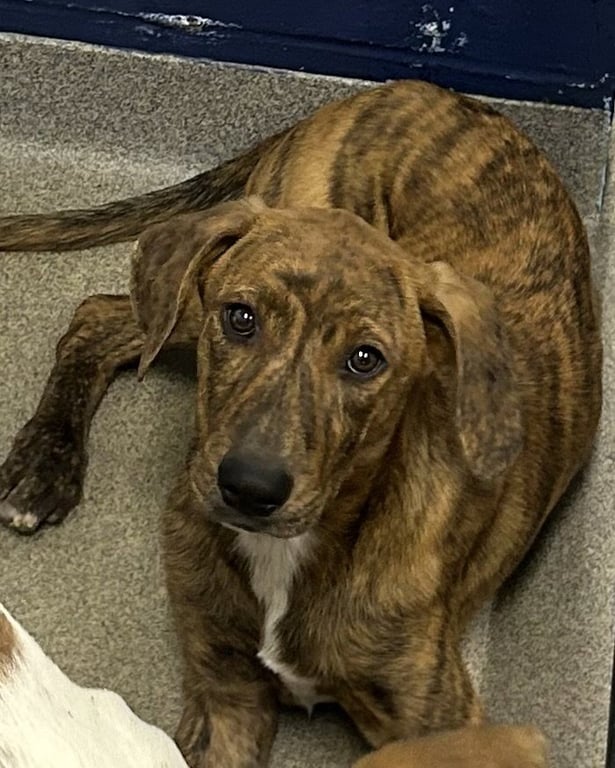 Cricket 4 months male AVAILABLE 5/20 Image