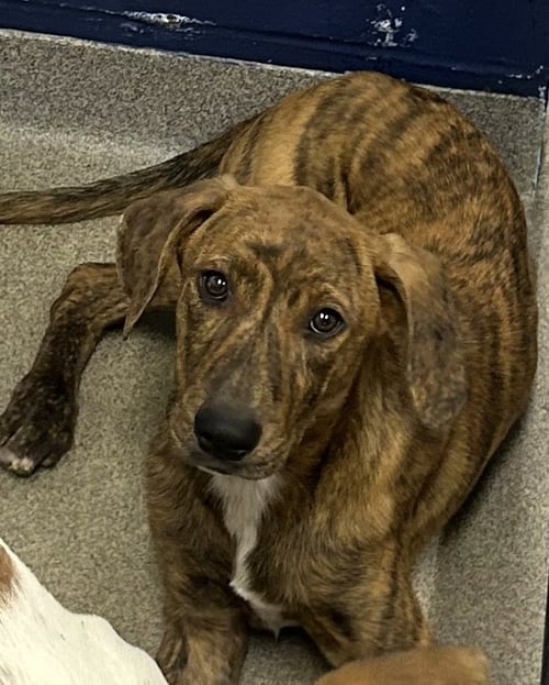 CRICKET 4 MONTHS MALE AVAILABLE 5/20 - Unknown for adoption in Worcester