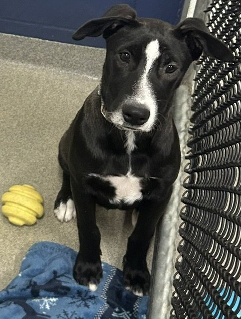 Posy 4 months AVAILABLE 7/24 Image