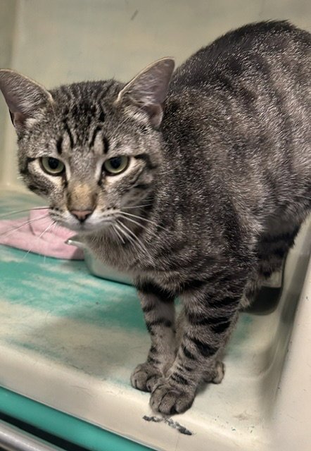 TABBY 1 YEAR MALE AVAILABLE 5/21 - Domestic Short Hair for adoption in Worcester