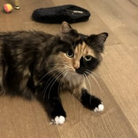 Bootsy 2 years female AVAILABLE 5/21 - Photo 1