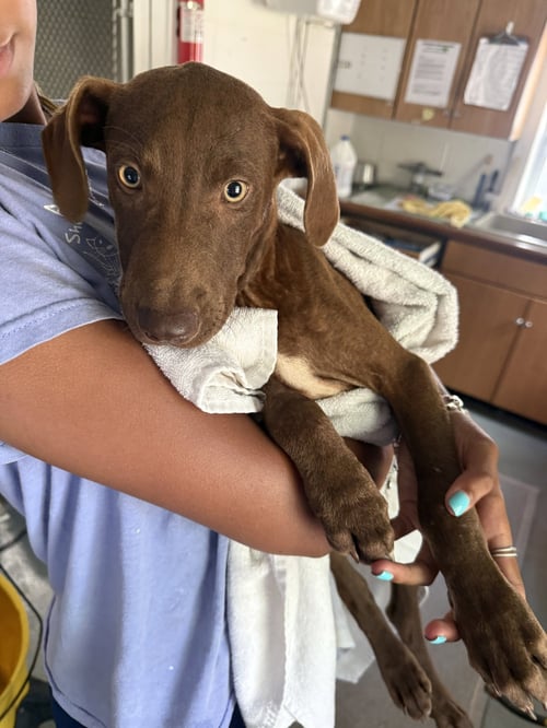 CHASE 3 MONTHS - Labrador Retriever for adoption in Nashua