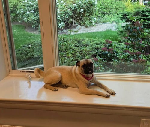 PIXEL 7 MONTHS (IN FOSTER) - Pug available for adoption