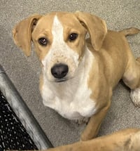 Junebug 4 months female AVAILABLE 5/20 - Photo 1